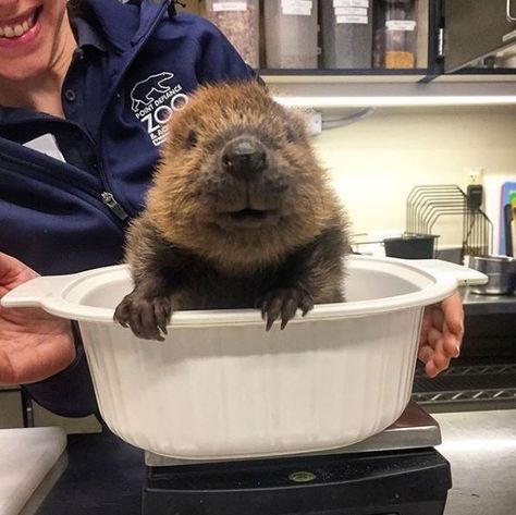 Small And Round Baby Beavers (13 Pics + 2 Vids) - I Can Has Cheezburger? North American Beaver, Baby Beaver, Busy Beaver, Cute Little Animals, Cute Funny Animals, Cat Memes, Fur Babies, Baby Animals, Funny Animals