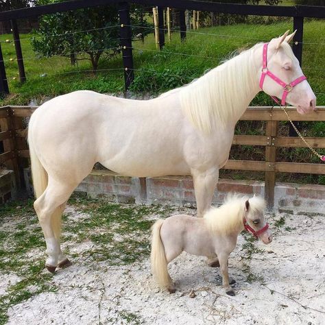 Albino Horse, Miniature Ponies, Tiny Horses, Mini Horses, Majestic Horses, Miniature Horses, Albino Animals, Mini Horse, Baby Horses