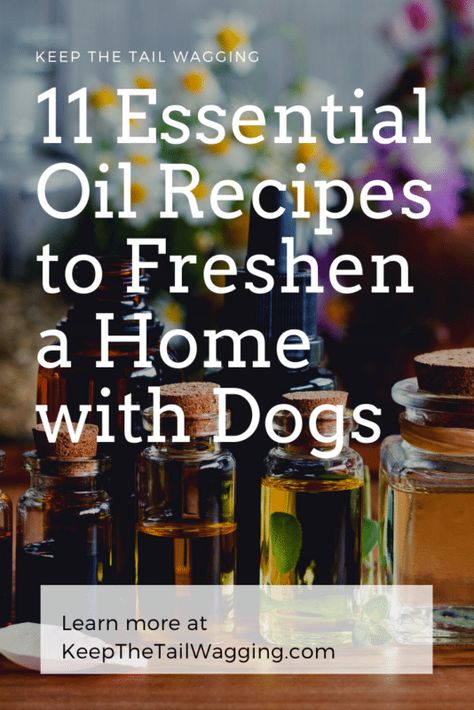 11 Essential Oil Diffuser Recipes to Freshen a Home with Dogs Dog Safe Essential Oils, Fall Essential Oil Blends, Diffusing Essential Oils, Essential Oils Dogs, Fennel Essential Oil, Fall Essential Oils, Are Essential Oils Safe, Essential Oil Diffuser Blends Recipes, Essential Oils Cleaning