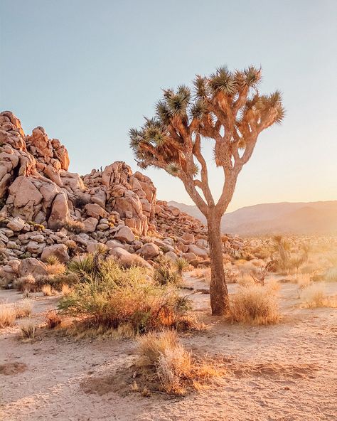 California Nature Photography, Joshua Tree Aesthetic, Joshua Tree Park, Desert Aesthetic, Colorful Mountains, Desert Dream, Desert Vibes, Desert Art, Spring Trip