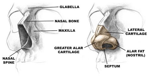 human nose anatomy and bone | anatomy of the nose Nose Structure Anatomy, Nose Cartilage Anatomy, Female Nose Reference, Nose Planes, Nose Diagram, Nose Anatomy, Nose Structure, Human Nose, Bone Anatomy