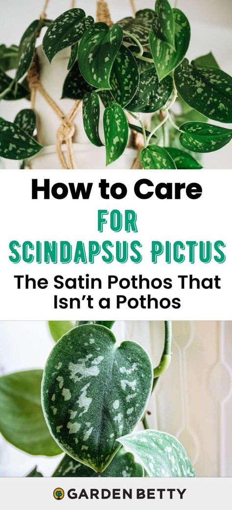 Introducing the satin Pothos that isn’t actually a Pothos, and the silver Philodendron that isn’t actually a Philodendron! Confused yet? This popular tropical vine goes by many common names, but is entirely its own genus of plants. This is your guide to taking care of Scindapsus pictus at home! Silver Philodendron, Pothos Propagation, Pothos Plant Care, Satin Pothos, Scindapsus Pictus, Heart Leaf Philodendron, Growing Vines, Herb Containers, Planting Pot