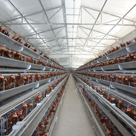 Poultry Farm Buildings, Poultry Farm Design, Egg Farm, Chicken Raising, Cages For Sale, Raised House, Farming Technology, Layer Chicken, Poultry House