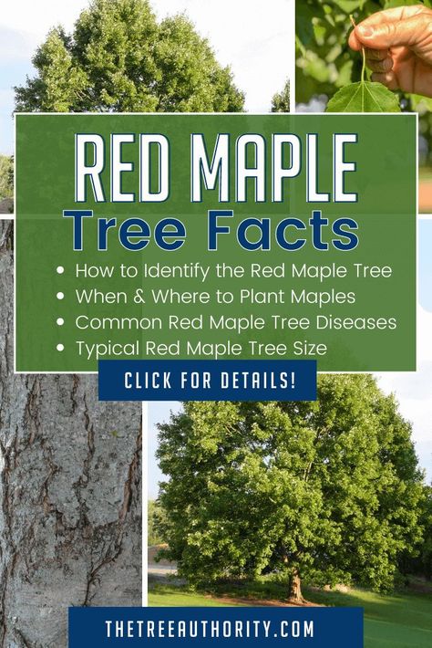 Looking for the latest Red Maple Tree Facts? In this article we cover general Maple Tree Care and as well Red Maple tree landscaping ideas. Red Maple tree identification can be done by identifying the leaves or the bark. Red Maple leaves are a great way to identify the Red Maple tree. We also cover Red Maple tree diseases, when and where to plant Red Maple trees. Red Maple tree size can very but they are usually 40-60 feet tall. The Red Maple tree's fall color is beautiful! #thethreeauthority Red Maple Tree Landscaping, Tree Identification Chart, Tree Bark Identification, Maple Tree Bark, How To Identify Trees, Maple Tree Landscape, Sugar Maple Tree, Tree Facts, Silver Maple Tree