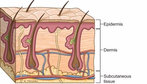 #DidYouKnow The skin is made up of 3 layers - the epidermis, dermis, & the subcutaneous tissue. Motion Graphs, Integumentary System, Similes And Metaphors, Subcutaneous Tissue, Arteries And Veins, Skin Model, What Is Science, Blue Words, Skin Structure