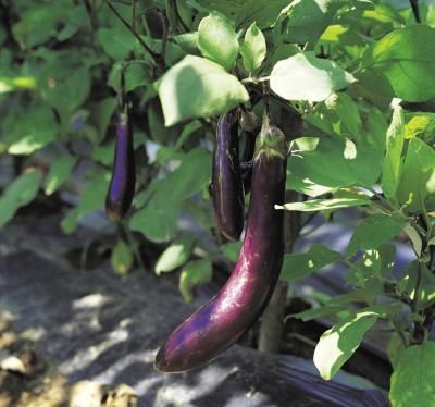 Growing Eggplants From Cuttings Eggplant Companion Plants, Planting Green Beans, Aubergine Plant, Growing Eggplant, Eggplant Plant, Nightshade Plant, Eggplant Varieties, Eggplant Seeds, Garden Companion Planting