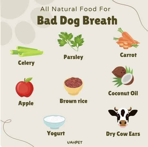 Stinky Dog Breath, Bad Dog Breath, Dog Bad, Foods Dogs Can Eat, Meds For Dogs, Dog Medicine, Dog Remedies, Dog Wellness, Healthy Dog Treats Homemade