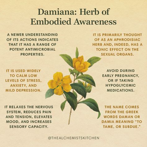 Damiana Herb, Magickal Herbs, Medical Herbs, Magic Herbs, Magical Herbs, Herbal Recipes, Herbal Apothecary, The Alchemist, Natural Healing Remedies