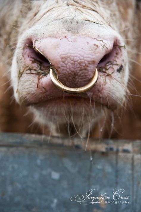 . Cow Nose Ring, Simmental Bull, Simmental Cattle, Bull Nose Ring, Images Of Cows, 1960s Photos, Livestock Photography, Showing Cattle, Cow Nose