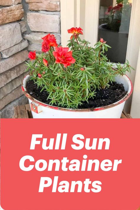 These plants and flowers love full sunlight and are perfect for containers. Add them to your planters, hanging baskets, and other containers, give them plenty of sun, and they will thrive! Potted Plants Full Sun, Best Container Plants, Flowers Full Sun, Plants For Full Sun, Heat Tolerant Flowers, Plants For Planters, Full Sun Container Plants, Heat Tolerant Plants, Full Sun Garden