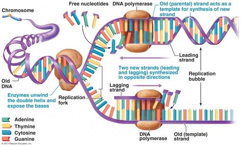 Microbiology Study, Science Lessons Middle School, Biochemistry Notes, Dna Polymerase, Mcat Study, Molecular Genetics, Dna Replication, Biology Classroom, Biomedical Science