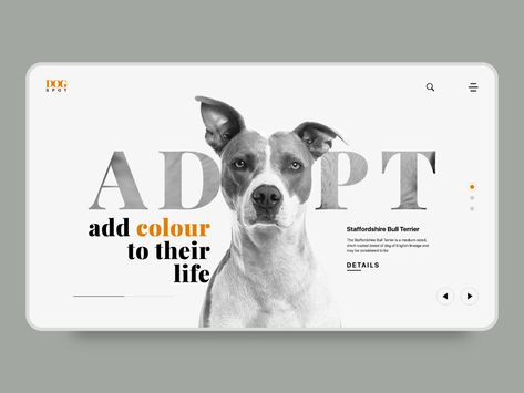 Pet Websites, Website Moodboard, Web Landing Page, Unique Website Design, Social Media Branding Design, Creative Website Design, Dog Branding, Webpage Design, Web Inspiration