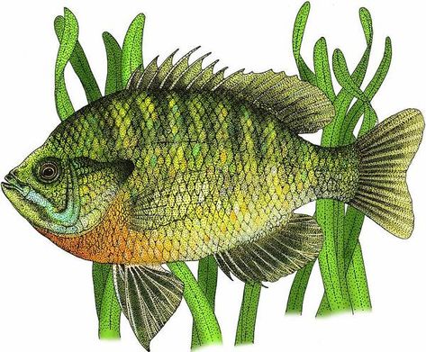 Bluegill Fish, Underwater Drawing, Realistic Illustration, Color Illustration, Drawing Easy, Freshwater Fish, Fish Art, Wildlife Art, Animal Photo