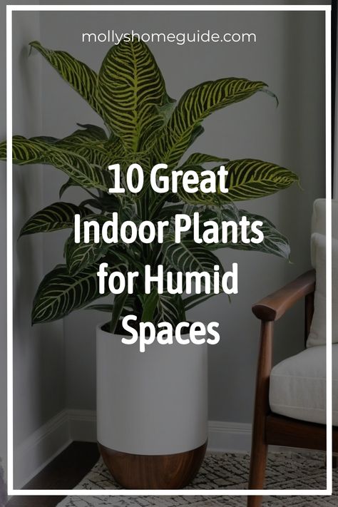 Discover the best indoor plants for humidity that will thrive in your bathroom! These houseplants are perfect for low light and high moisture environments, making them ideal additions to windowless bathrooms. Create a spa-like oasis by incorporating plants that reduce humidity levels and improve air quality. Explore a variety of indoor bathroom plants to find the ones that suit your bathroom decor and enhance the ambiance. Consider using humidifiers for plants to maintain optimal humidity levels Plants For Humidity, Great Indoor Plants, Plants For Bathroom, Plants At Home, Rainforest Plants, Zebra Plant, Boston Fern, Pothos Plant, Best Indoor Plants