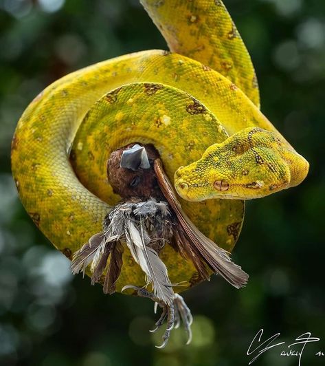 Snake Photography, Facial Reference, Green Tree Python, Tree Python, Snake Eating, Badass Pictures, Human Sketch, Cute Snake, Horror Monsters