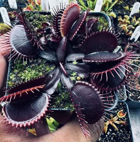 Carnivorous Plant Bouquet, Carnivorous Plant Aesthetic, Carnivorous Plants Aesthetic, Venus Flytrap Aesthetic, Venus Fly Trap Aesthetic, Goth Plants, Carnivorous Plants Terrarium, Monster Plant, Carnivorous Pitcher Plant