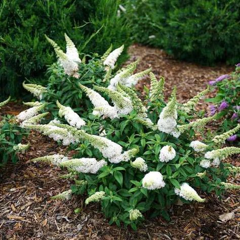 Legends Of The Fall, Winter Survival, Proven Winners, Butterfly Bush, Moon Garden, Pollinator Garden, Garden Guide, Attract Butterflies, How To Attract Hummingbirds