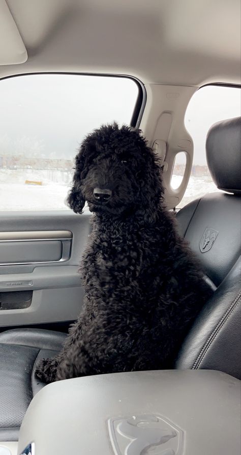 Large Poodle Dogs, Black Poodle Standard, Standard Poodle Black, Black Goldendoodle Haircuts, Standard Poodle Teddy Bear Cut, Aussiedoodle Black, Standard Poodle Teddy Bear, Poodle Teddy Bear Cut, Large Poodle