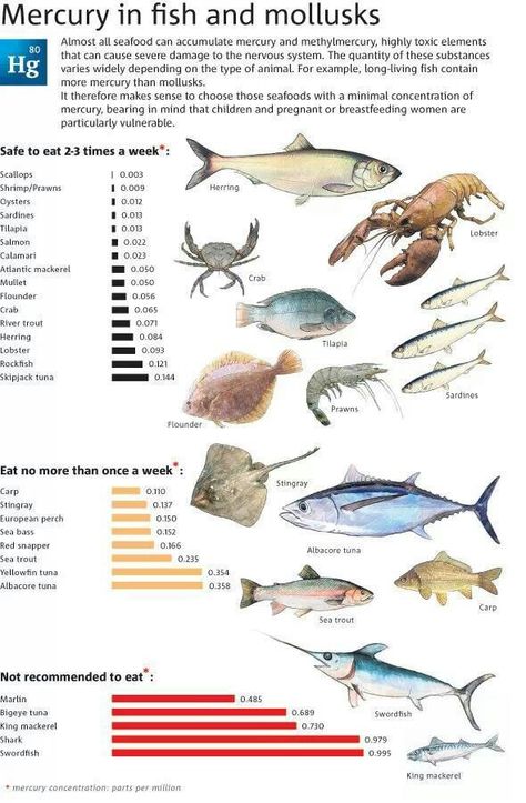 Mercury levels in fish Vegetarian Snacks Easy, Animal Infographic, Edible Arrangements, Healthy Fish, Herbalife Nutrition, Types Of Animals, Sea Fish, Health Info, Fish And Seafood