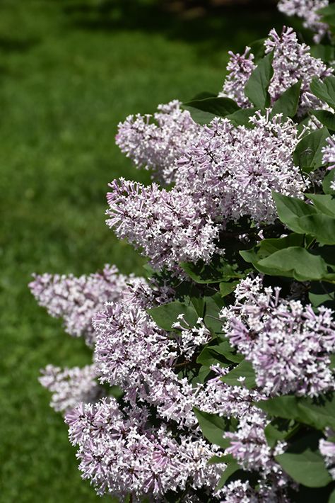 Miss Kim Lilac, Landscaping Bushes, Lilac Syringa, Compact Garden, Low Maintenance Shrubs, Urban Gardens, Lilac Tree, Rainbow Garden, Garden Shrubs