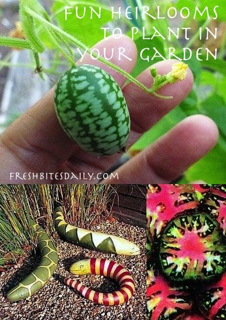 Vegetables To Plant, How To Grow Tomatoes, Grow Tomatoes, Heirloom Vegetables, Garden Veggies, 15 Diy, Garden Designs, Exotic Fruit, Heirloom Seeds