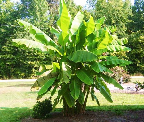 How To Grow Banana Palm Tree (Musa) Banana Palm Garden, Banana Palm Tree, Banana Trees Landscape, Types Of Banana Trees, Musa Banana Tree, Blue Java Banana Tree, Musa Banana, Basjoo Banana Tree, How To Grow Bananas