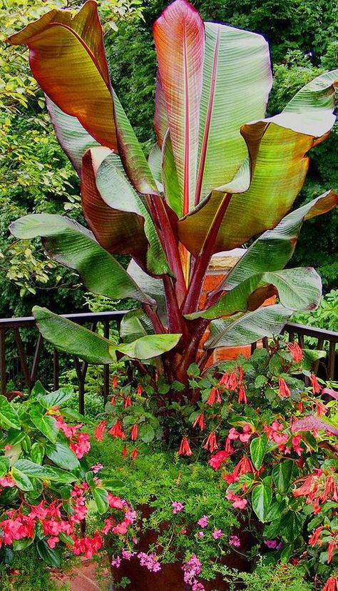 Red Banana Plant, Red Banana Tree, Tropical Garden Plants, Pool Plants, Red Banana, Banana Plant, Tropical Garden Design, Tropical Backyard, Banana Plants