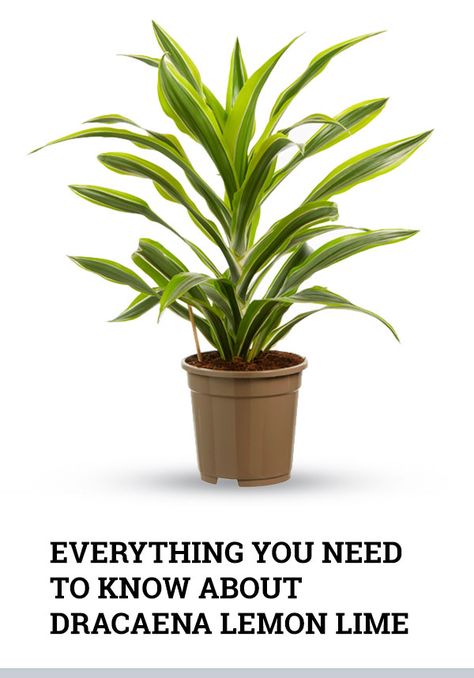 Dracena Plant Care, How To Care For Dracaena Plant, Lemon Lime Dracaena Plant, Dracena Lemon Lime, Lemon Lime Plant, Dracaena Care, Dracaena Plant Types, Dracaena Plant Care, Dracaena Limelight