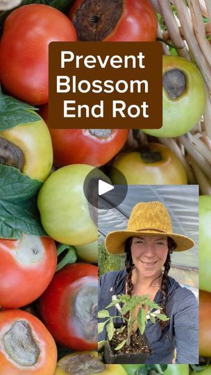 81 reactions | Got blossom end rot? Before you plant tomatoes is the time to amend. Here We Grow Gardens #gardentips #organicgardening #growyourownfood | Kimberly Brown | Kimberly Brown · Original audio Blossom End Rot Tomatoes, Tomato Disease, Kimberly Brown, Tomato Plants, Growing Tomatoes, Grow Your Own Food, Organic Gardening, Backyard Garden, Gardening Tips