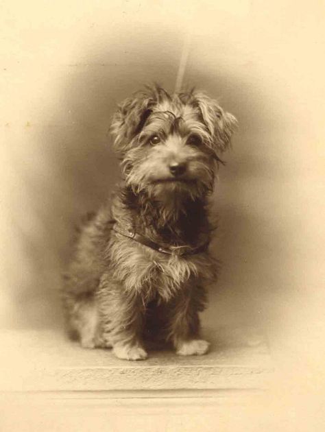 Vintage Dog Photos, Vintage Foto's, Photos With Dog, Vintage Animals, Portrait Vintage, Dog Photo, Old Dogs, Vintage Dog, Old Photographs