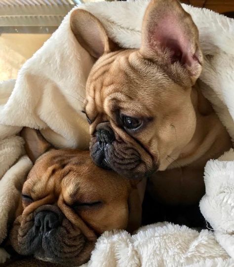 Two snuggly tan French Bulldog puppies wrapped up together under all the blankets. Fawn French Bulldog, French Bulldog Facts, French Bulldog Funny, Bulldog Breeds, Bulldog Francese, Bulldog Funny, Dream Dog, Bull Dogs, Cute French Bulldog