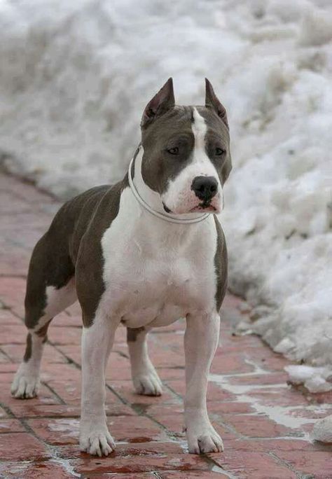 30 Terrifyingly Adorable American Staffordshire Terriers – The Paws Dog Condo, Pitbull Blue, American Bullies, Pitt Bulls, Staffordshire Terriers, Bully Breeds Dogs, Bully Dog, American Staffordshire Terrier, Pitbull Puppies