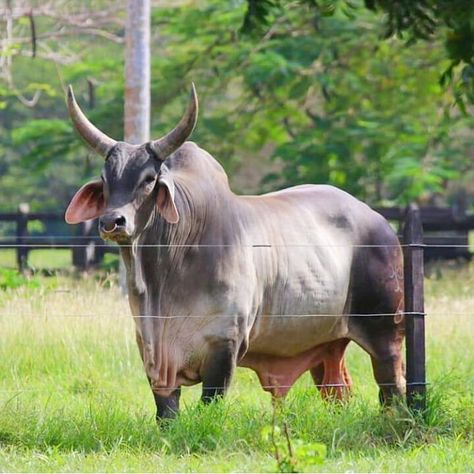 Zebu Cattle, Nguni Cattle, Staffordshire Bull Terriers, Brahma Bull, Animals With Horns, Bernese Mountain Dogs, Cow Photography, Exotic Mammals, Bull Painting