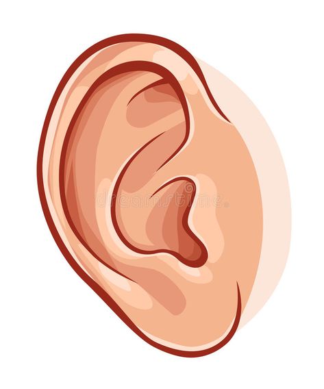 Human ear. Illustration of realistic human ear isolated on white , #ad, #Illustration, #ear, #Human, #realistic, #white #ad Ear Images, Senses Preschool, Body Parts Preschool, Welcome Images, Human Ear, Ear Art, Alphabet Images, Medical Symbols, English Fun