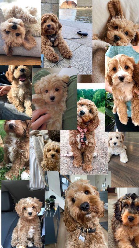 Cockapoo collage Cockapoo Dog, Cockapoo Puppies, Very Cute Dogs, Well Being, Dog Mom, Animal Pictures, Cute Puppies, Golden Retriever, Cute Dogs