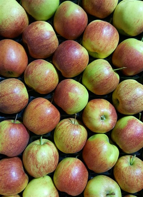 What are the best apples to use for pies, cakes and applesauce? Fuji Apple Recipes, Best Apples For Applesauce, Apples For Applesauce, How To Store Apples, Cream Cheese Spread Recipes, Sweet Potato Latkes, Apple Picking Season, Mcintosh Apples, Golden Delicious Apple