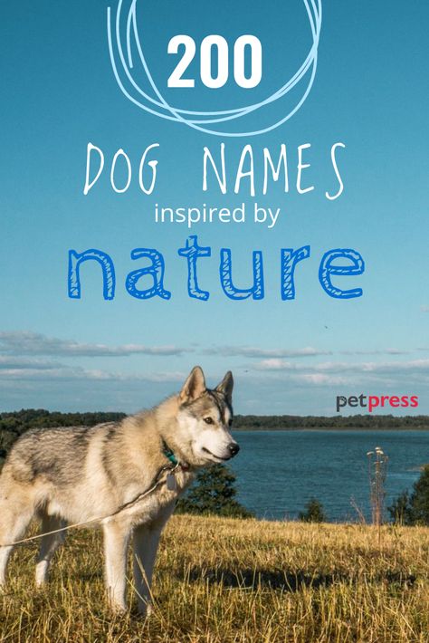 Give your puppy a name that reflects how much joy he/she gets from being outdoors. These nature dog names are perfect for the outdoor dog parent or pup. Rustic Dog Names, Nature Names For Pets, Unique Dog Names Boy, Boy Puppy Names Unique, Unique Puppy Names, Hawaiian Dog Names, Aesthetic Dog Names, Rare Dog Names, Puppy Names Unique