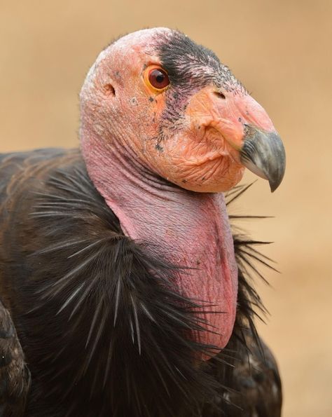 California Condor/Condor de Californie/Gymnogyps californianus 2 Animals, California Condor, North American Animals, American Animals, San Diego Zoo, All Birds, Pretty Birds, Birds Of Prey, Art Challenge