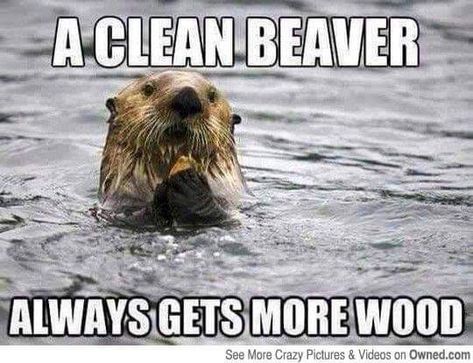 Beaver Pictures, Indian Funny, Funny Jokes For Adults, Sarcastic Quotes Funny, Weird Pictures, Twisted Humor, Just Funny, Funny Sayings, Sarcastic Humor