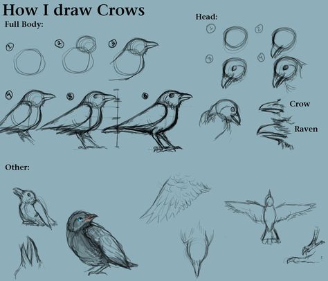 How I draw Crows by ~CreatTheCrow on deviantART How To Draw Wings, How To Draw Birds, Crow Drawing, Draw Wings, Draw A Bird, Crows Drawing, Draw Birds, Crow Art, Collage Art Mixed Media