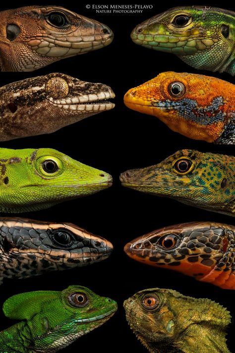 Lizards Lizards and more Lizards by Elson Meneses-Pelayo / Nature Puotographer Lizard Species, Lizard Tattoo, Chameleon Lizard, Japan Picture, Cute Reptiles, Reptiles Pet, Reptiles And Amphibians, Zoology, Lizards