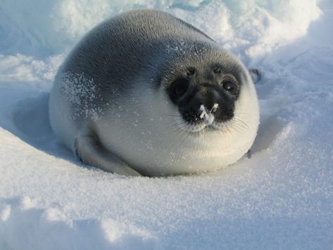 Hooded Seal - NAMMCO Sea Seal, Seals Cute, Hooded Seal, Cute Baby Seal, Cute Seal Aesthetic, Seal Pfp Silly, Seal With Ball On Nose, Seal Meme, Fat Animals