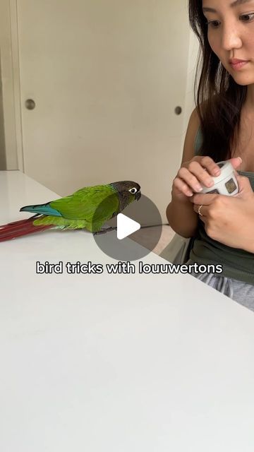 louis (loo-wee) on Instagram: "i haven’t learned a new trick in a long time…any suggestions? We’ve tried roll over, and that one is difficult for lou. I also have been trying to teach him to put his head through his body harness and that is not going at all 🙄  #birdtricks #birds #tricks #petsofinstagram #birb #hawaii #conure #funnybirds #cutebirds #birdvideos" Conure Bird, Easy Bird, Bird Gif, Funny Birds, Body Harness, Cute Birds, Cool Pets, New Tricks, Hawaii