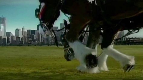 The powerful 9/11 Budweiser commercial that only aired once | WGN-TV Budweiser Commercial, Budweiser Clydesdales, Clydesdale Horses, Barrel Racing Horses, Air One, 15th Anniversary, Clydesdale, Shelter Dogs, Working Dogs