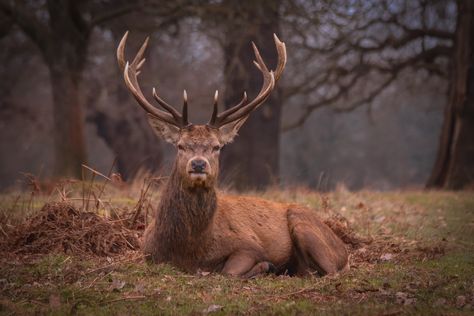 Diurnal Animals, Stag Animal, Elk Photo, Norse People, Norse Legend, Brown Deer, Animal Symbolism, List Of Animals, Red Deer