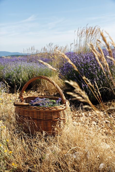 Get lost in the tranquil beauty of lavender fields in Provence. With its mesmerizing shades of purple and soothing aroma, it's no wonder why this stunning destination is a must-see. Experience the magic of Provence's lavender fields on Pinterest 💜 French Lavender Aesthetic, Honey And Lavender Aesthetic, South Of France Aesthetic Fashion, Provence France Aesthetic, Provence Aesthetic, French Lavender Fields, Provence Market, Lavender Cottage, French Summer