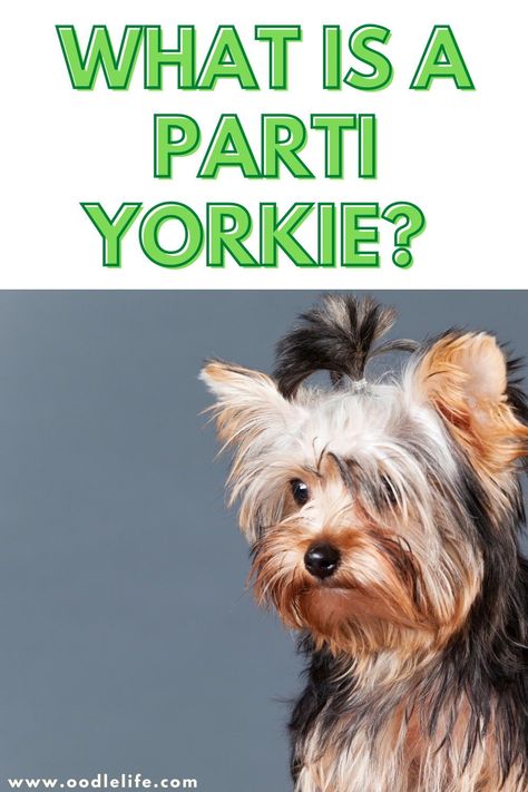 Like the standard Yorkie, the Parti Yorkie breed is petite and long-haired. Unlike the average Yorkie dog, the Parti Yorkie has three distinct colors making up its coat. Party Yorkies, Yorkie Teddy Bear Cut, Parti Yorkie, Long Haired Dogs, Sleeping A Lot, Hair Trim, Dog Search, Yorkie Dogs, Yorkie Puppy