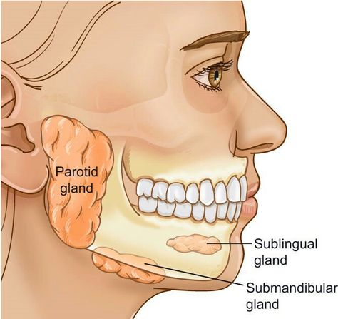 Salivary Gland Infection, Anatomy Pictures, Salivary Glands, Parotid Gland, Human Digestive System, Yoga Information, Body Study, Basic Anatomy And Physiology, Salivary Gland