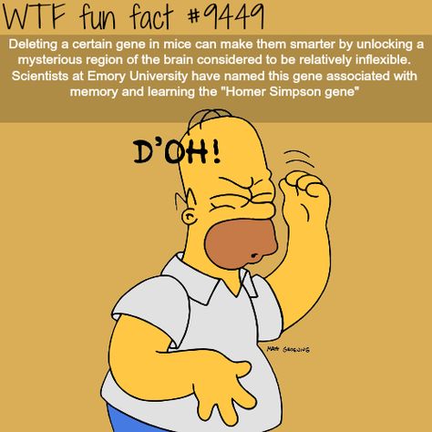 Random Knowledge, What The Fact, Fun Questions, Strange History, Wow Facts, Med Student, Celebrities Humor, Homer Simpson, Science Facts