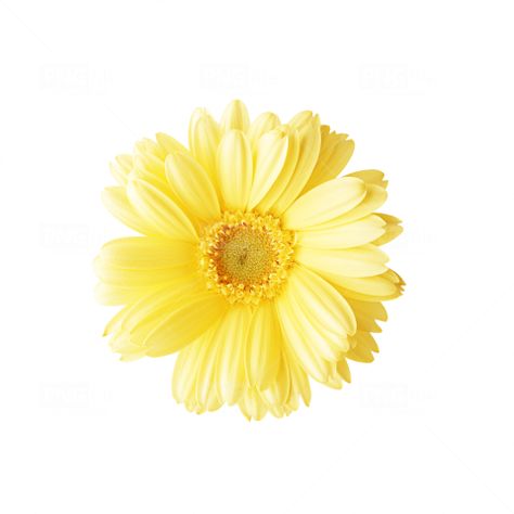 Yellow Carrd Stuff, Flower Carrd Png, Yellow Flower Widget, Yellow Carrd Png, Cute Yellow Icons, Yellow Png Icons, Flower Png Aesthetic, Yellow Icon Png, Yellow Pngs